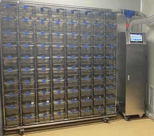 IVC小鼠独立通气笼